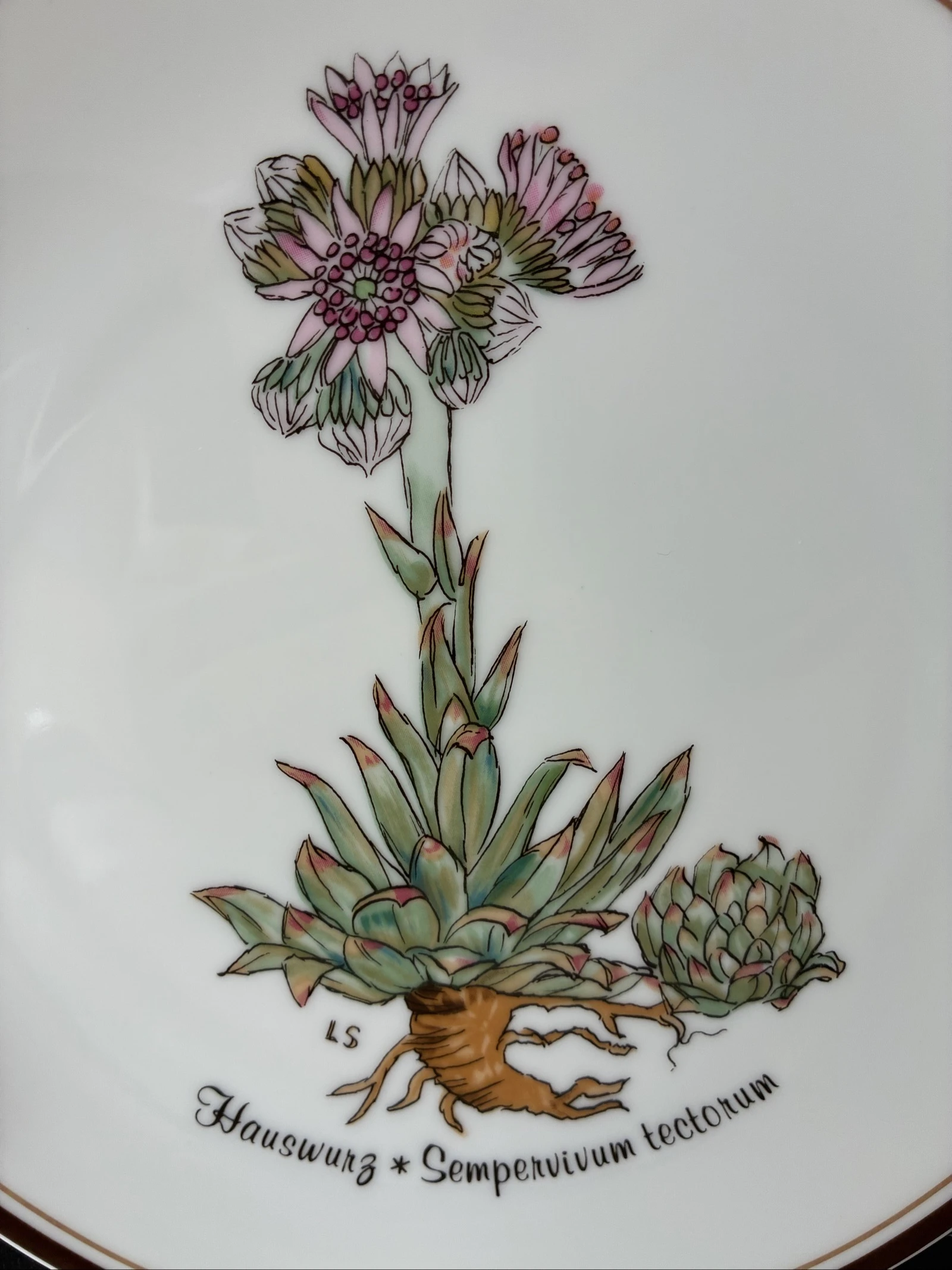 Rosenthal Wandbord Nr. 8 Hauswurz - Aus Liebe zur Natur – photo 2